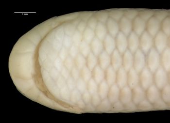 Media type: image;   Herpetology R-12361 Aspect: head ventral